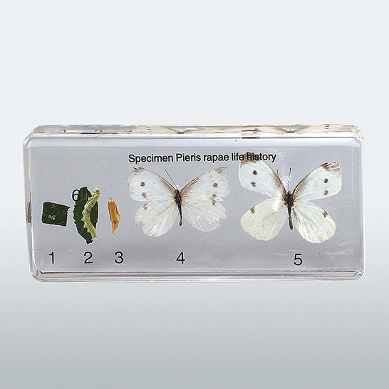 배추 흰나비 한살이 표본
