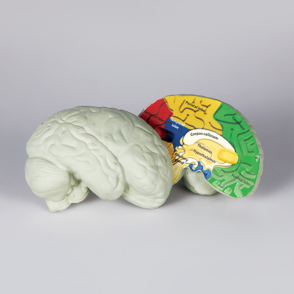 뇌의 구조모형(단면)
